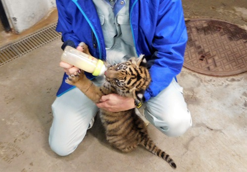 ブログ　仔トラ　肉食べてます1