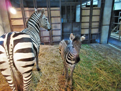 シマウマ　アンズ母仔　室内での様子