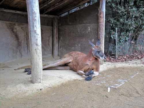 ブログ　カンガルー