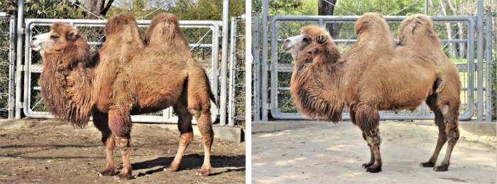 ブログ　フタコブラクダ　まゆ毛の正体3