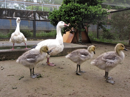 ブログ　ハクガンのヒナ誕生2