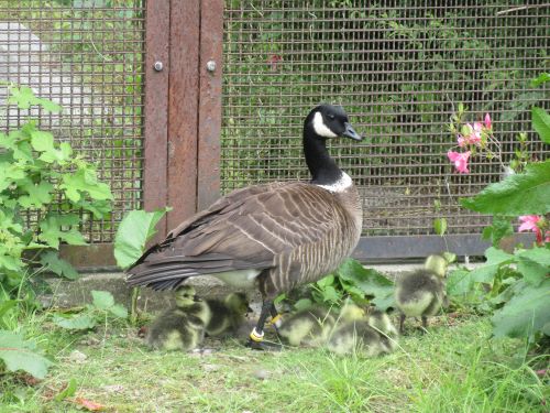 シジュウカラガンの雛と母