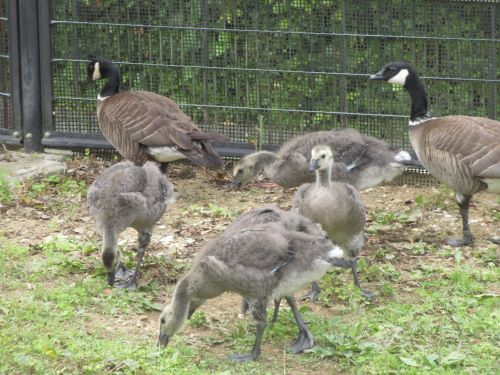 シジュウカラガンの雛と両親