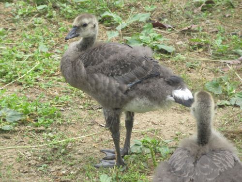 シジュウカラガンの雛