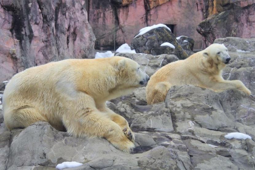 仲睦まじく暮らすホッキョクグマのカイとポーラ