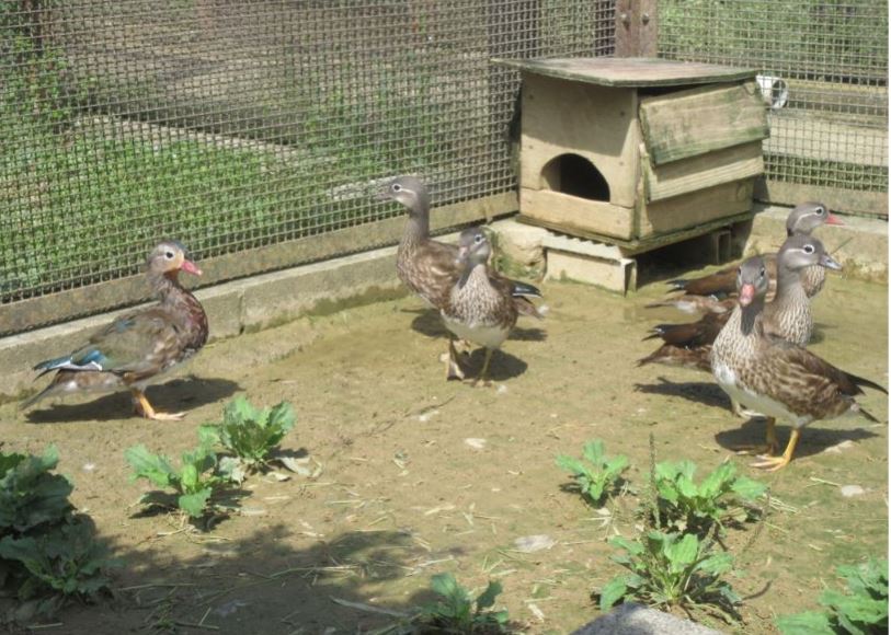 オシドリの親と幼鳥