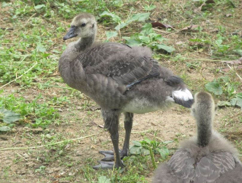 シジュウカラガンの幼鳥