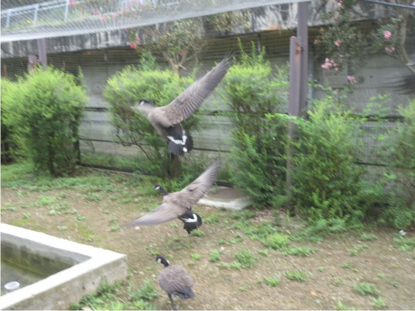 羽ばたくシジュウカラガンの幼鳥