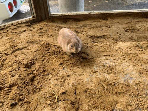 新しい土の展示場に戻ったプレーリー