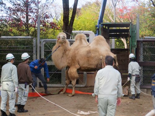 放飼場を眺めるカリン