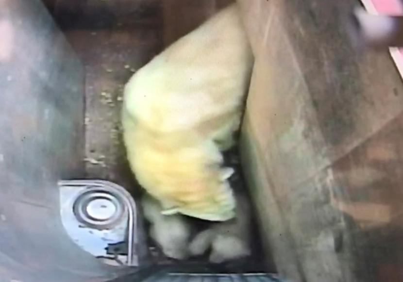 ポーラと一緒に餌を食べようとする2頭