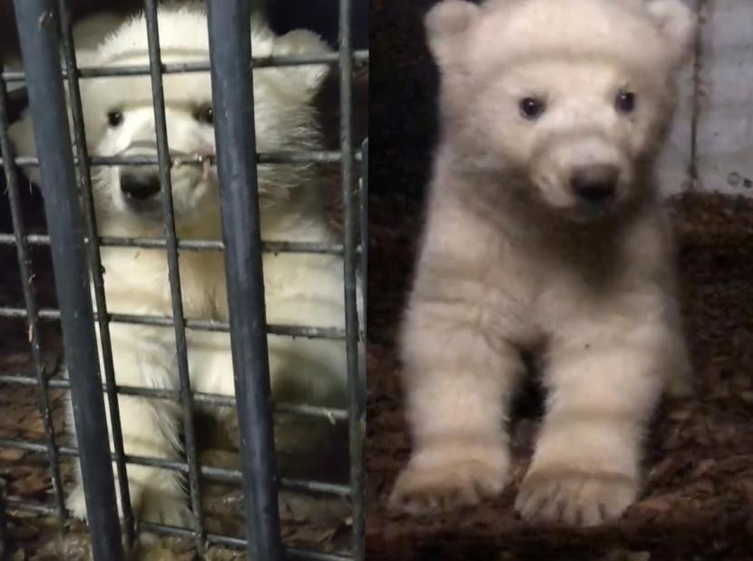 左側がオス、右側がメス