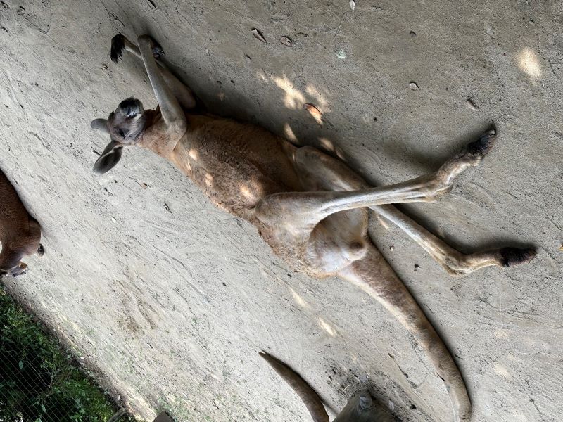 木陰で伸びをするスイム