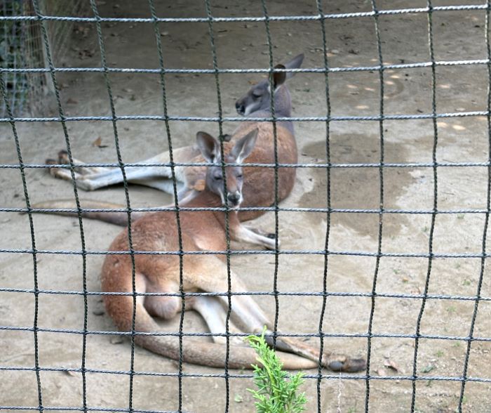 息子のベーコンと母親のマーコン