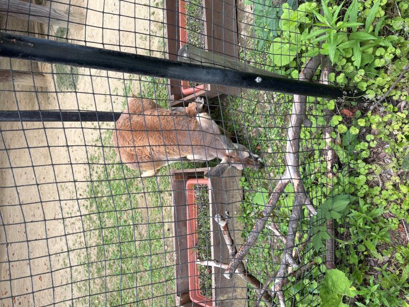 プランターとラミー親子