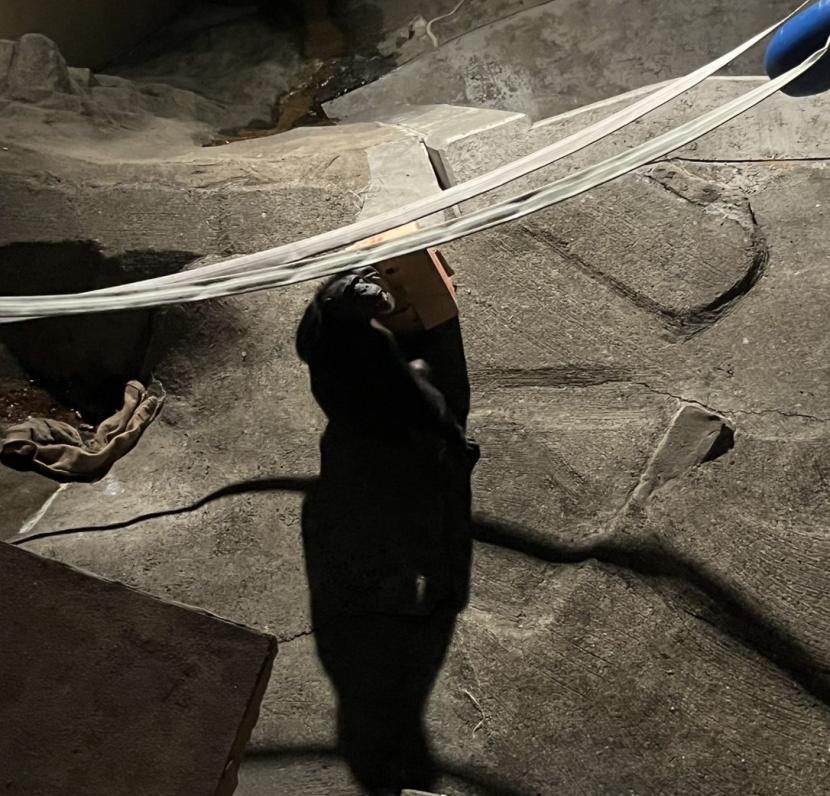 チンパンジーにおやつをプレゼント2