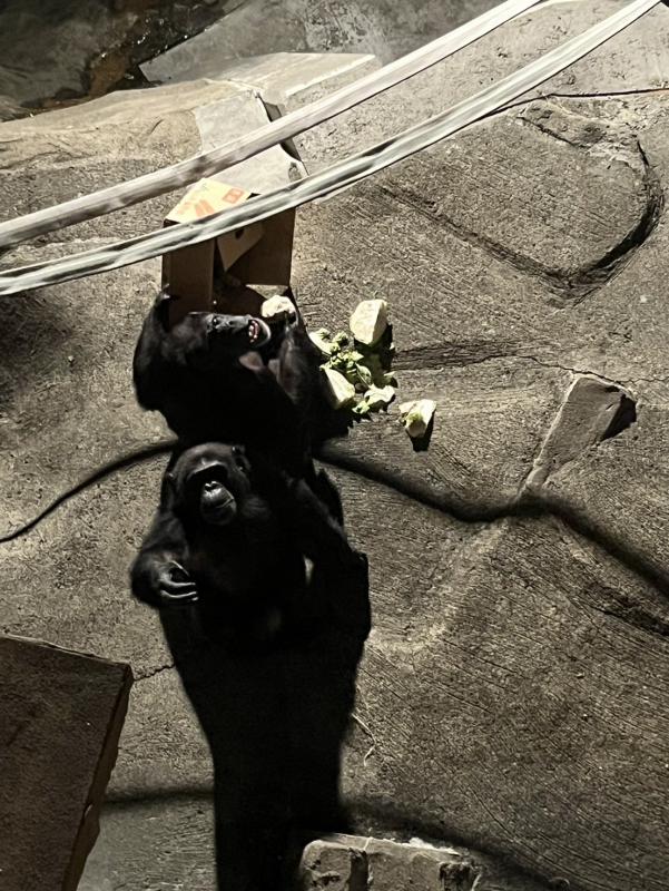 ヤワラもおやつが欲しい様子