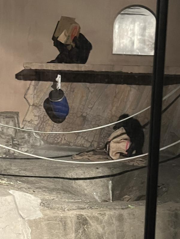 ポッキーが蜂蜜をなめている様子