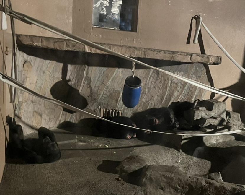 寝っ転がっているチャチャ、メダカ、ギンジ