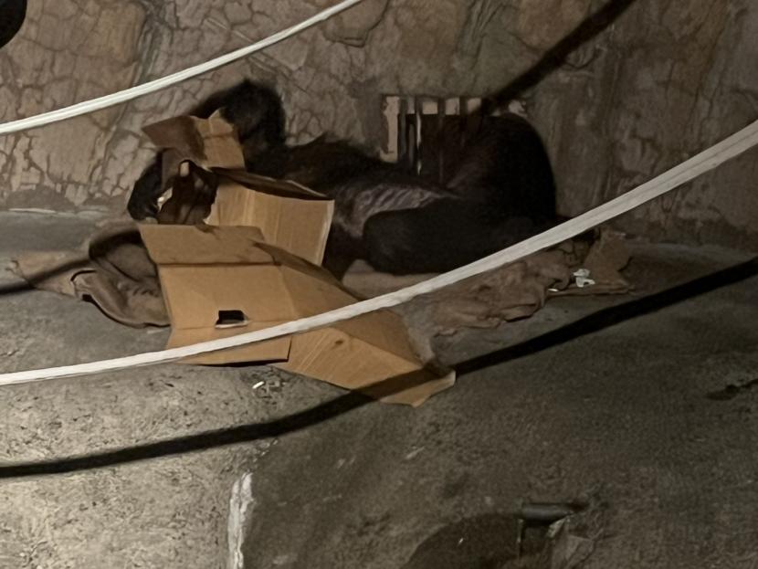 横になっているヤワラ