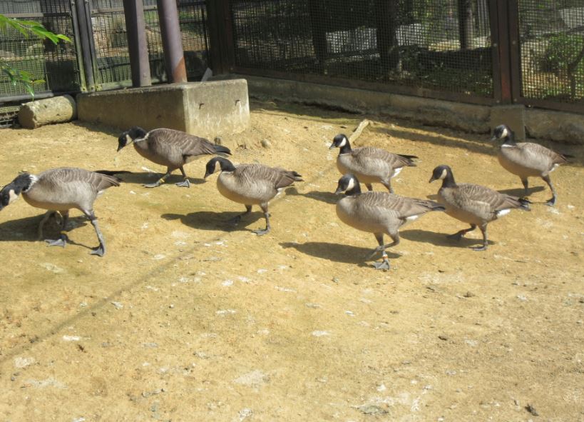 親鳥の後に続いて歩く子たち