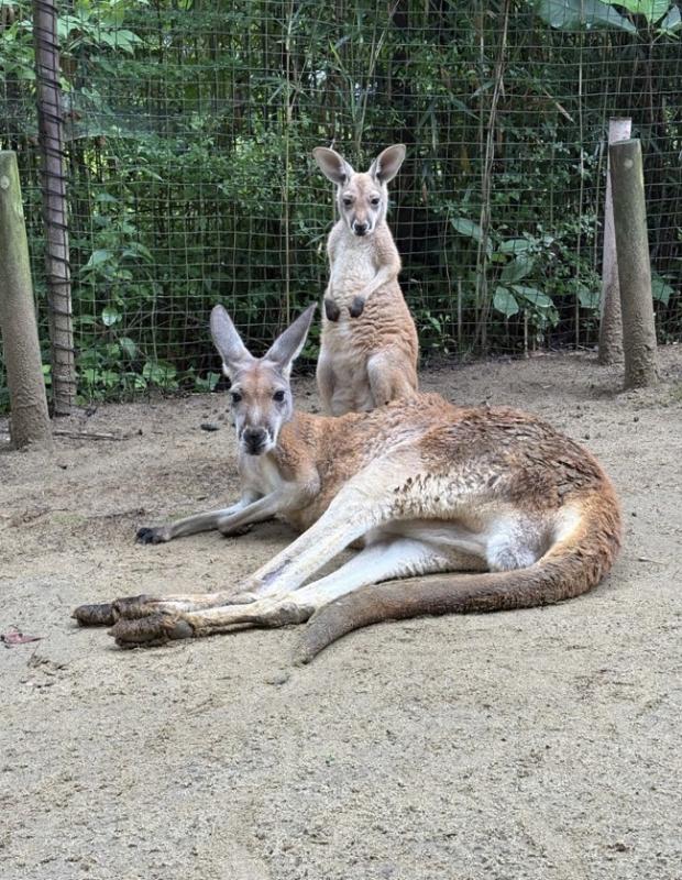 母親の「レンコン」と仔の「ジャガ」
