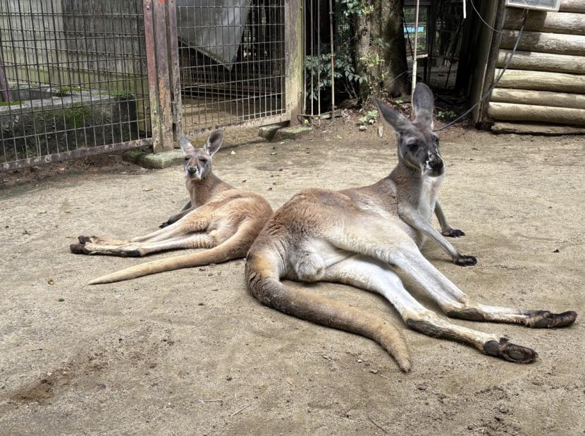 母親の「エクボ」と仔の「デコ」