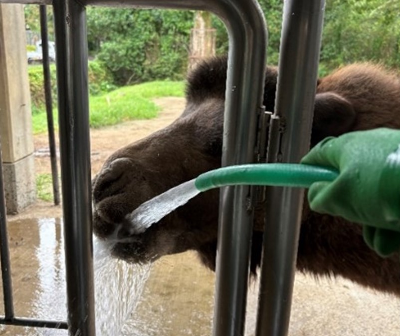 ホースから水を飲むラッキー