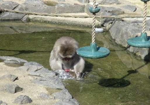 お尻びしょ濡れなニホンザル