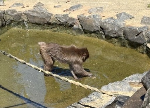 底にある何かを取ろうとするニホンザル