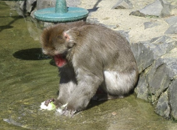 エサのキャベツを水につけるニホンザル