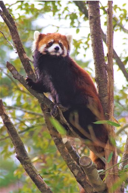 木登りが得意なレッサーパンダ