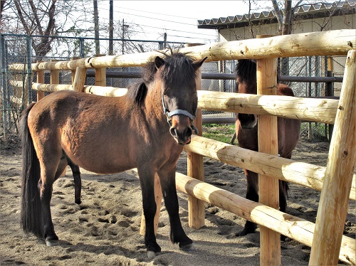 対州馬の柵リニューアル3