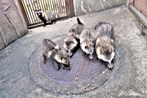 ブログ　仔ダヌキの移動4