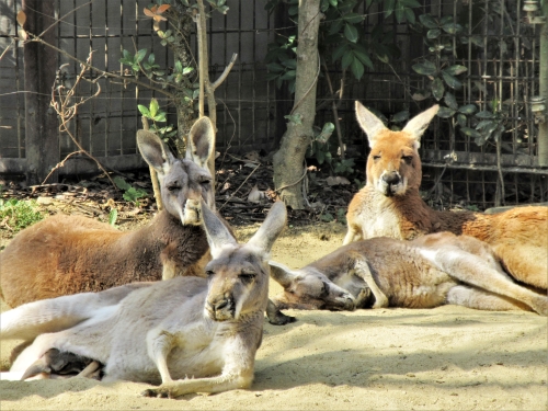 ブログ　ぽかぽか陽気のアカカンガルー4