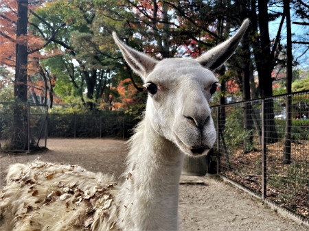 落ち葉と動物　ラマ編〈2〉-4