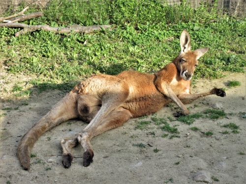 ブログ　ぽかぽか陽気のアカカンガルー5