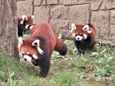 ブログ　アケビとグミ1歳に7