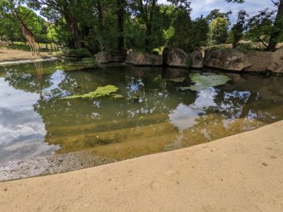 ブログ　アフリカ園大掃除　ベン・花子側　掃除前の池2