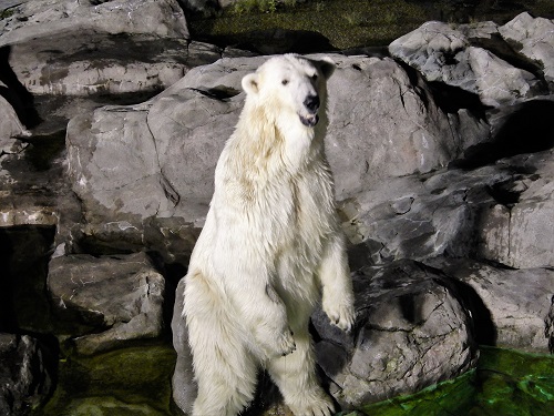 ブログ　夜の動物園を動画や写真で1