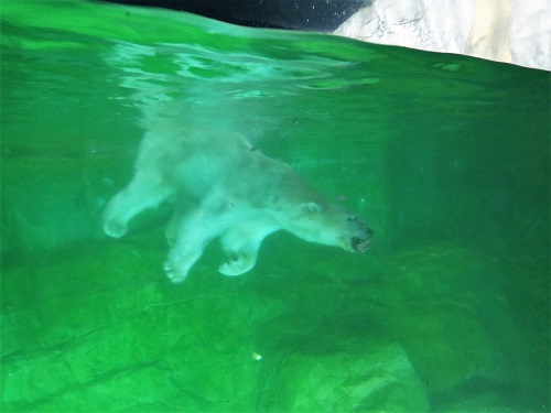 ブログ　夜の動物園を動画や写真で2