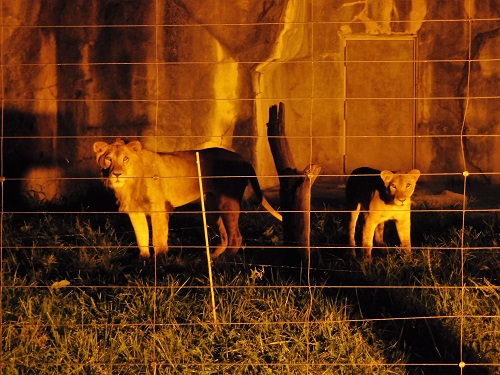 ブログ　夜の動物園を動画や写真で4