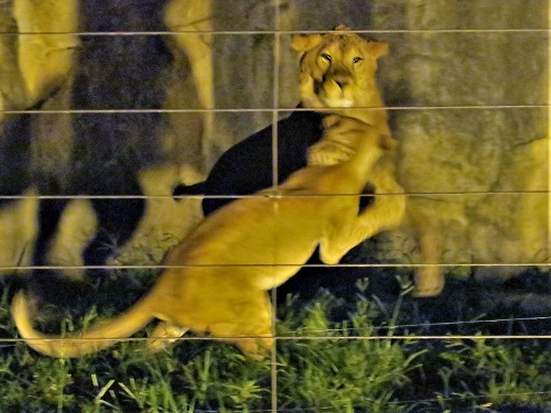 ブログ　夜の動物園を動画や写真で5