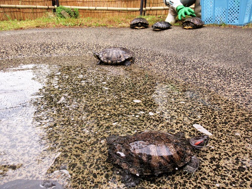 ブログ　カメハウスはじめました3