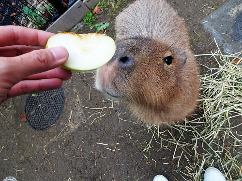 ブログ　カピバラの「キンカン」来園1