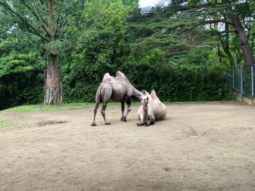 ブログ1.左ラッキー、右ラフ