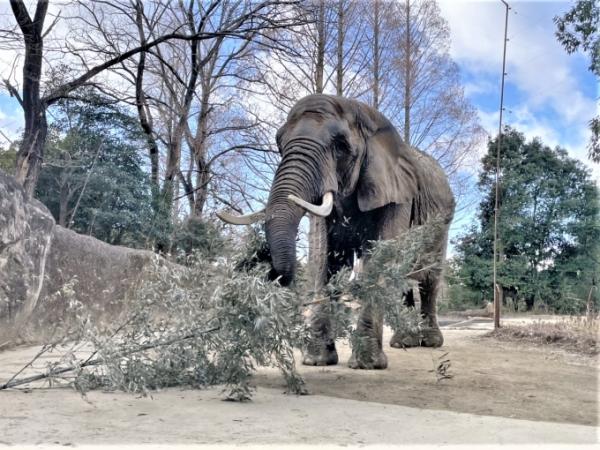 ブログ　アフリカゾウ「メアリー」近況3