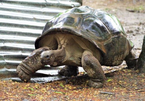 園長ブログ　マダガスカル訪問記4　アルダブラゾウガメ1