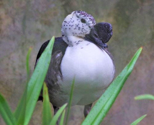 園長ブログ　マダガスカル訪問記4　コブガモ