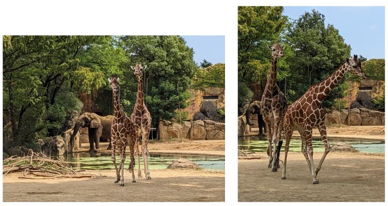 アフリカ園のキリン2頭